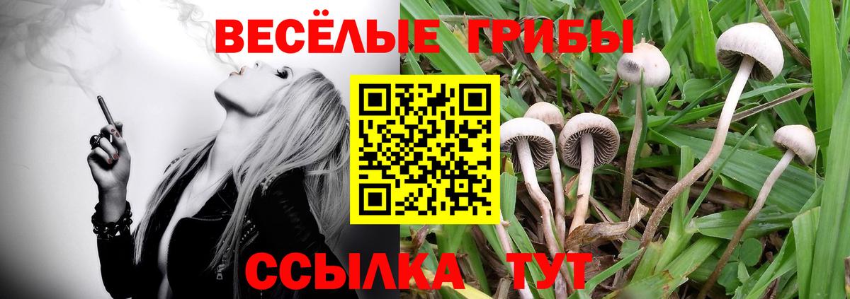 Псилоцибиновые грибы Psilocybe  Вход с VPN  Светлоград  Галлюциногенные грибы MAGIC MUSHROOMS 